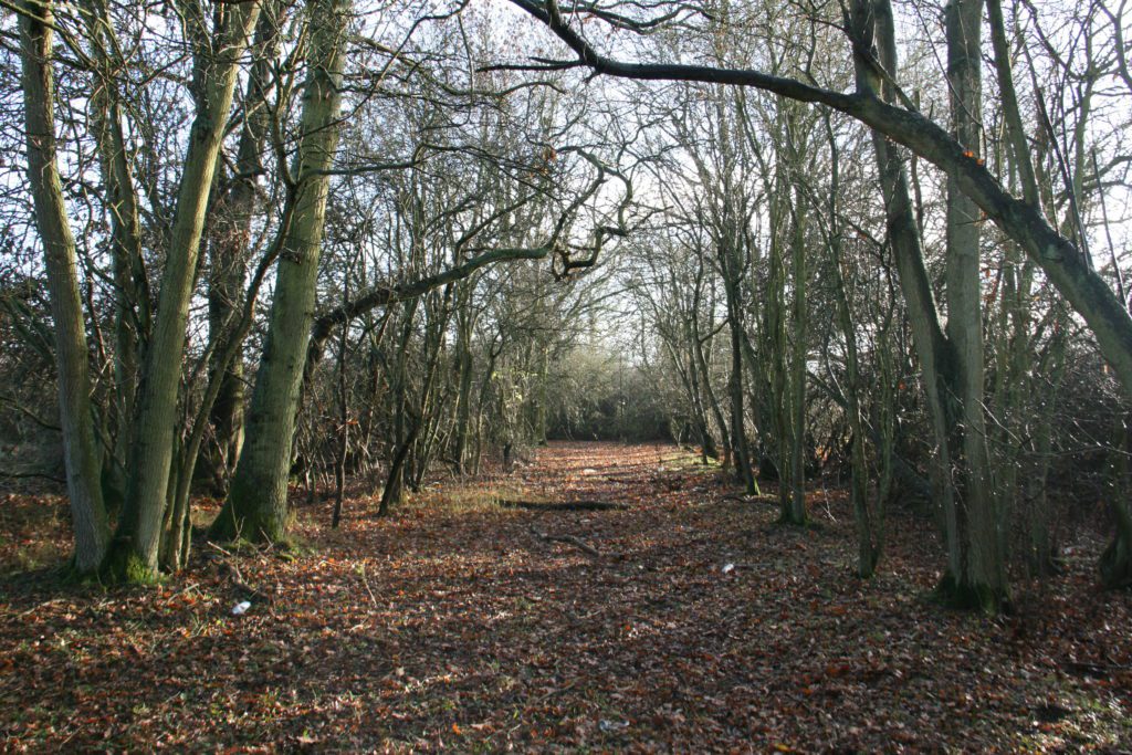 Ancient woodland