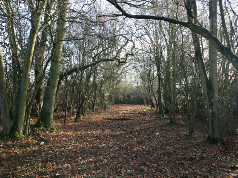 Ancient woodland