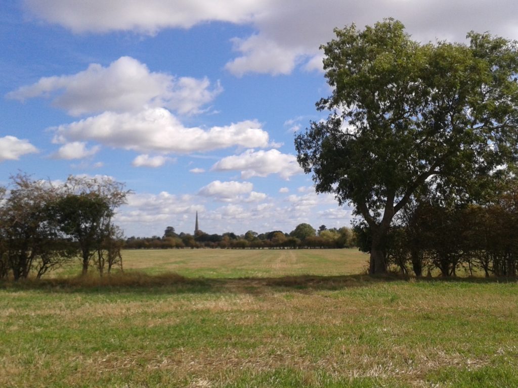 Fields with trees