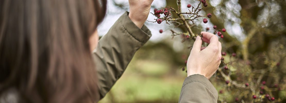 RS3411_Woman picking berry from hawthorn hedge