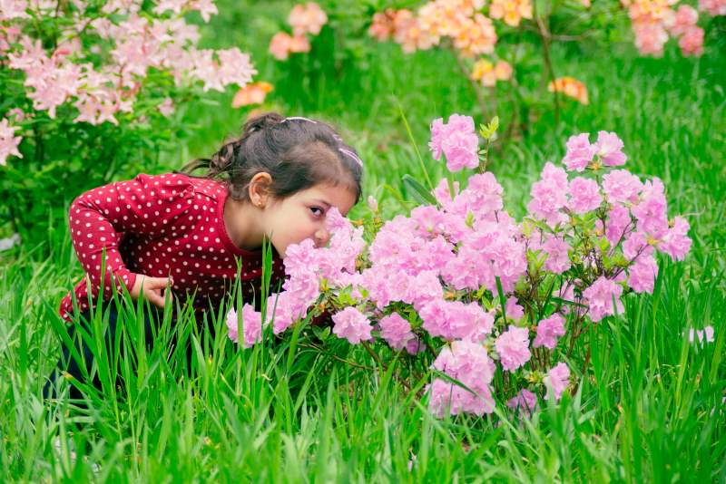 A small girl smells some pink flowers
