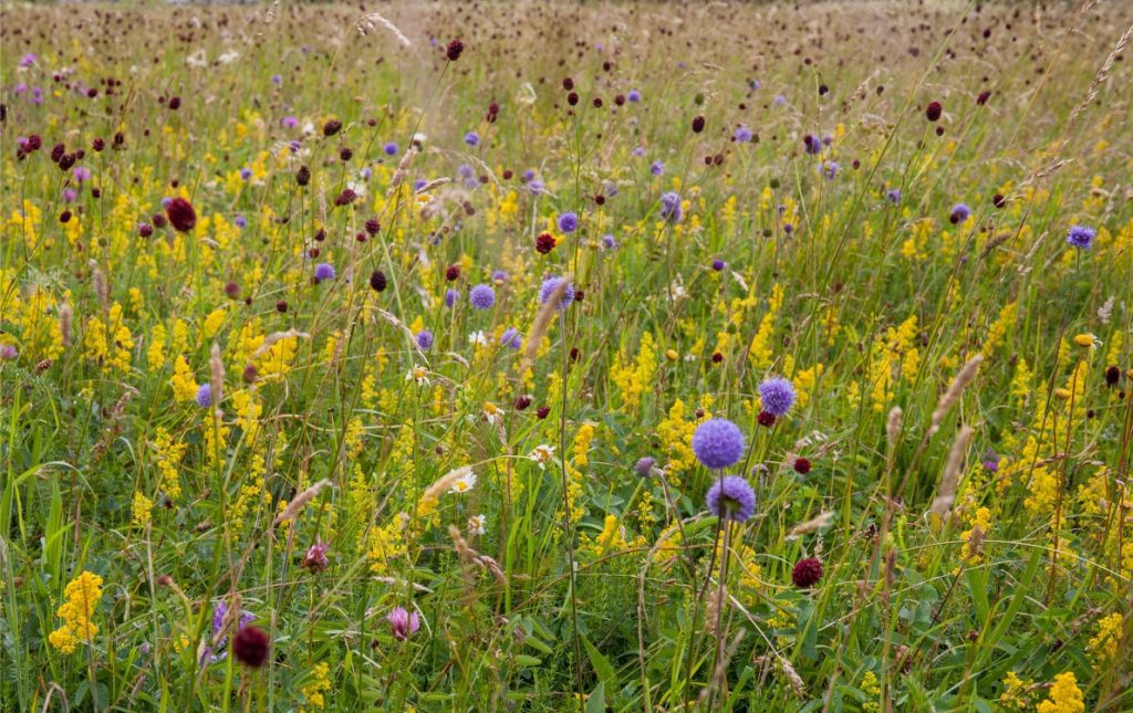 Hay Meadow at Long Mead wildlife site
