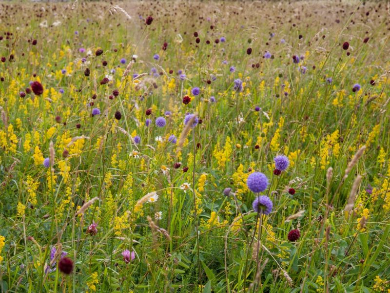 Hay Meadow at Long Mead wildlife site