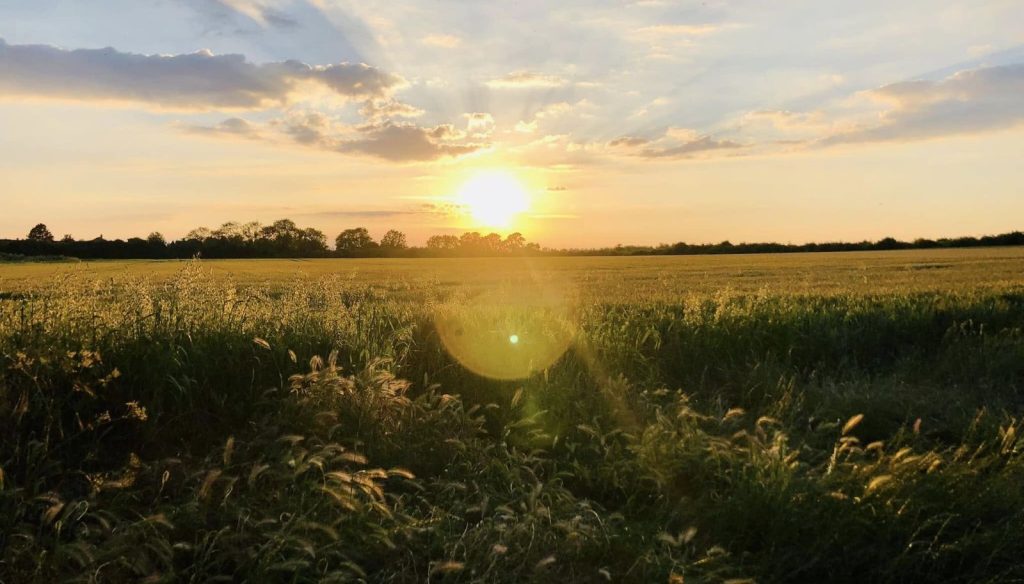 a field of wheat with the sun setting behind