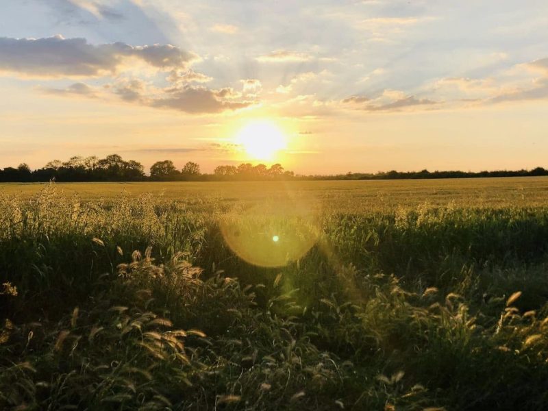 a field of wheat with the sun setting behind
