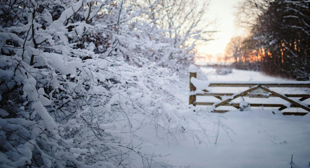 snow covers hedgerow and a gate with the pink glow of sunrise in the background