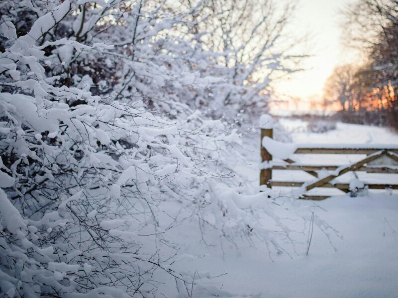 snow covers hedgerow and a gate with the pink glow of sunrise in the background