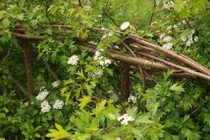 A close up of a hedge coming into blossom