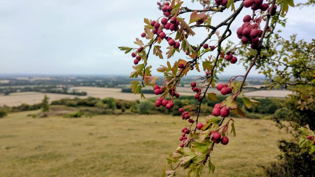 A view across the Oxfordshire landscape with hawthorn berries in the foreground