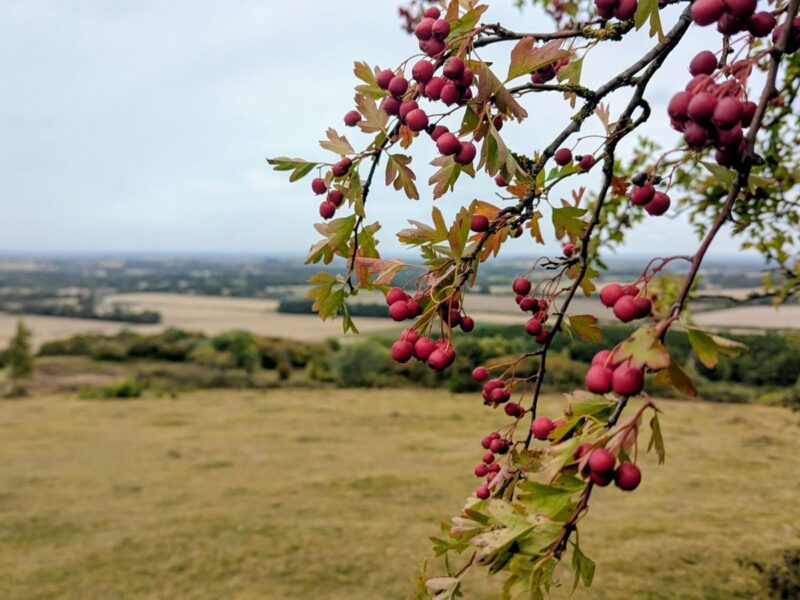 A view across the Oxfordshire landscape with hawthorn berries in the foreground