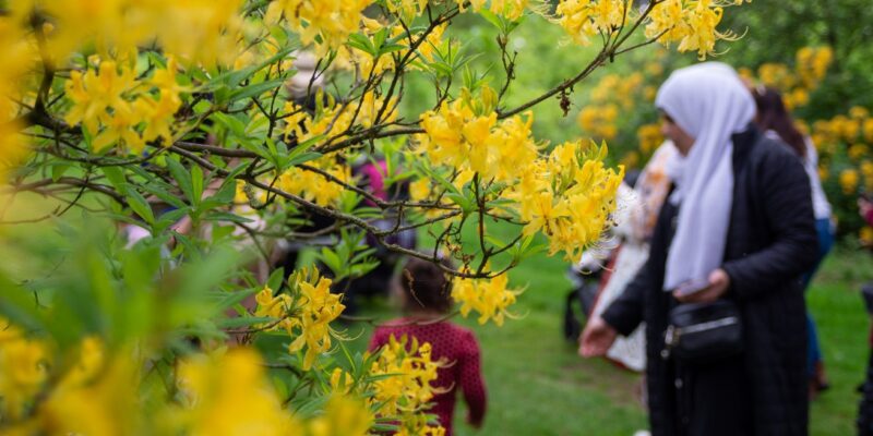 a group of women and children can be seen behind a yellow flowering shrub