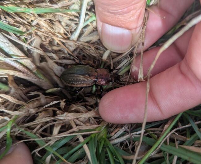 A hand reveals a necklace ground beetle in some long grass