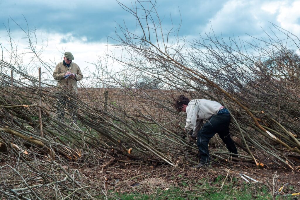 A young man working on a hedge while a judge looks on