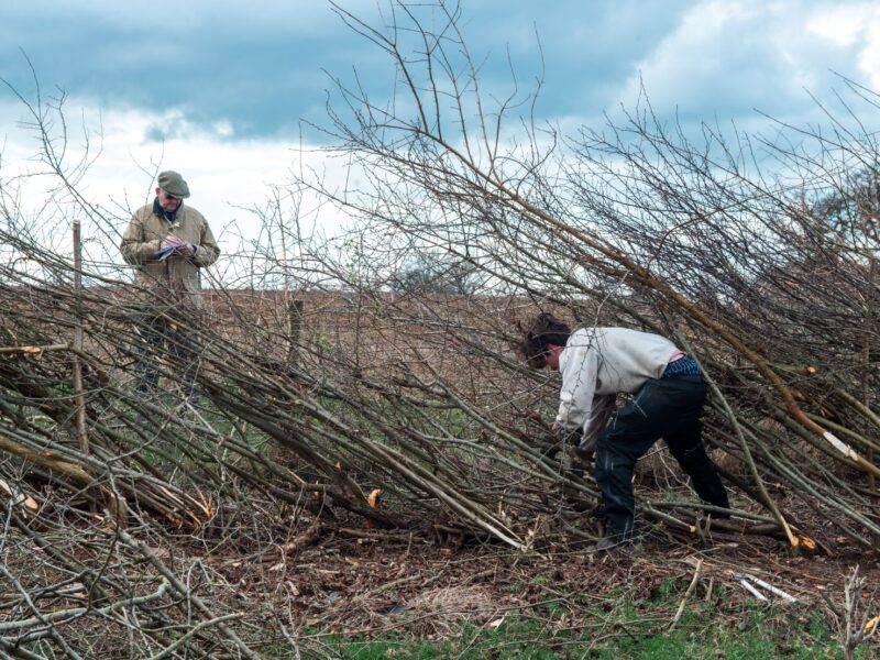A young man working on a hedge while a judge looks on