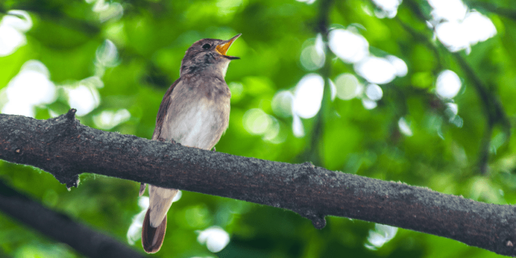 A nightingale singing