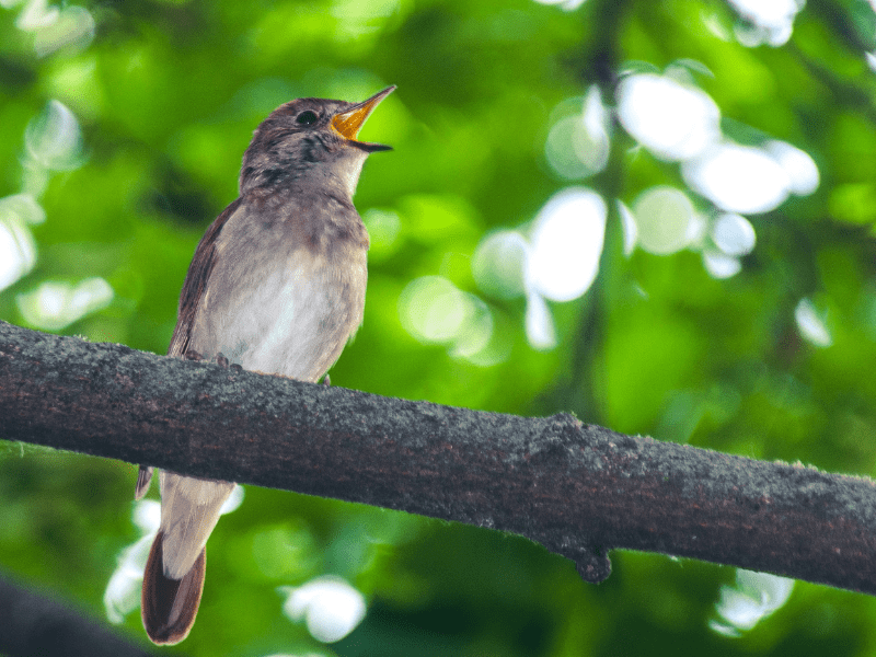 A nightingale singing