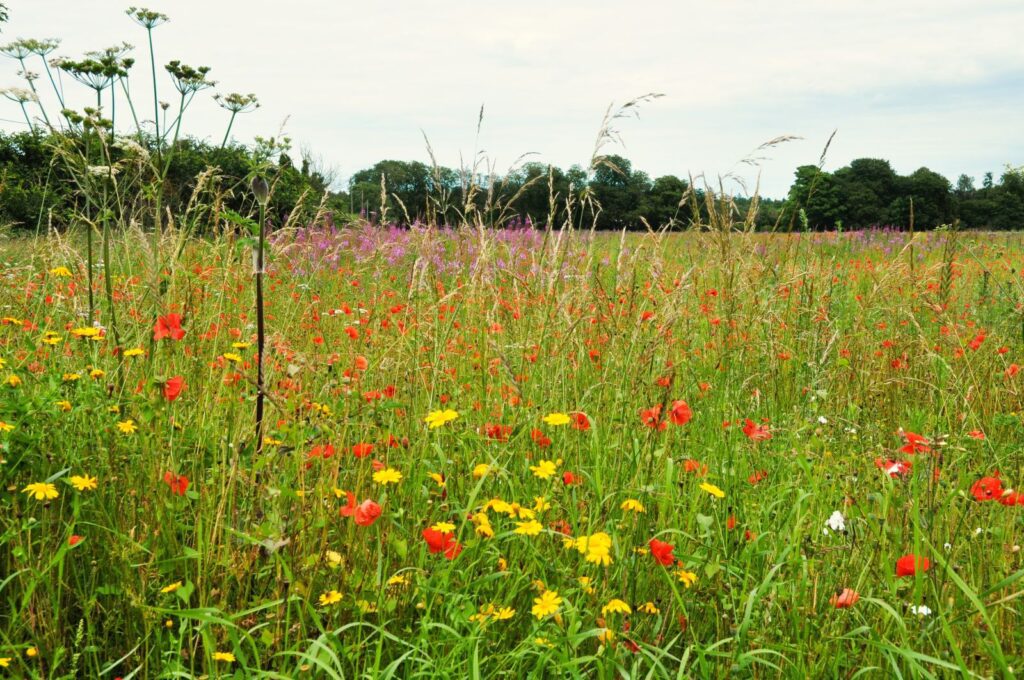 A wildflower meadow