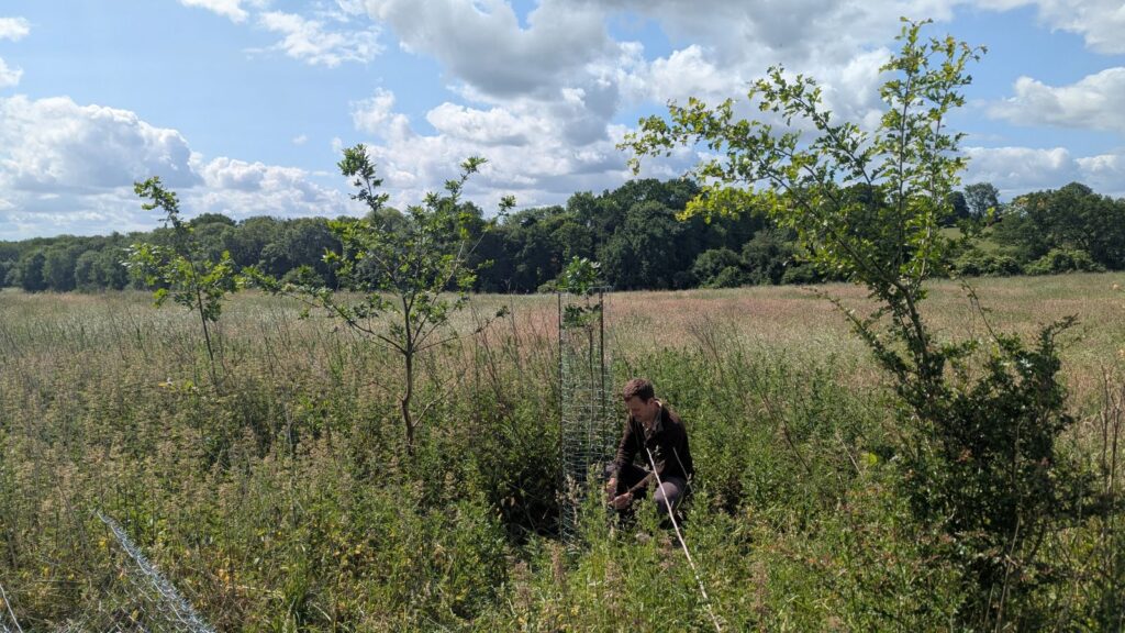 A man kneels in long grass tending to a tree protector