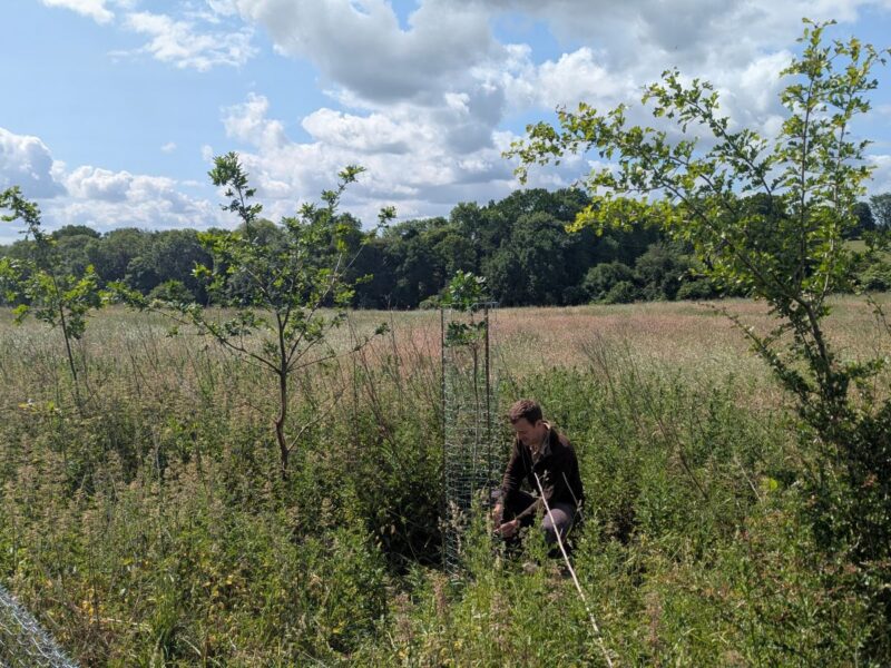 A man kneels in long grass tending to a tree protector