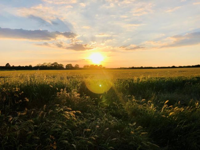 A field of wheat with a golden sunset in the distance