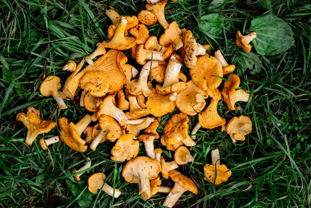 wild chanterelle mushrooms scattered on green grass