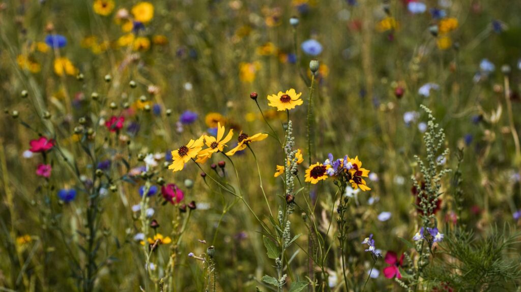 Wildflowers in bloom: Photo by Aliaksei Semirski