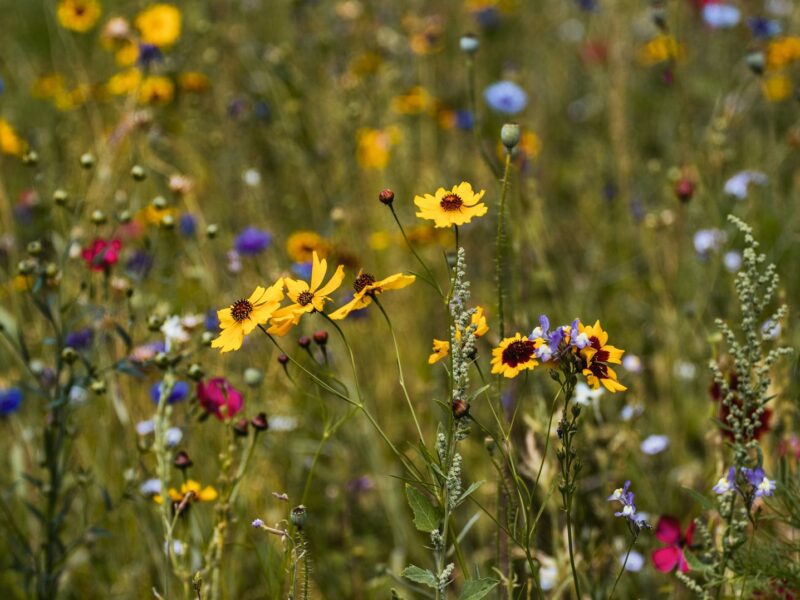 Wildflowers in bloom: Photo by Aliaksei Semirski