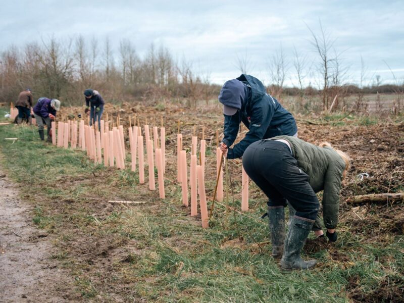 A group planting up new hedgerow as part of the Hedgerow Heroes project