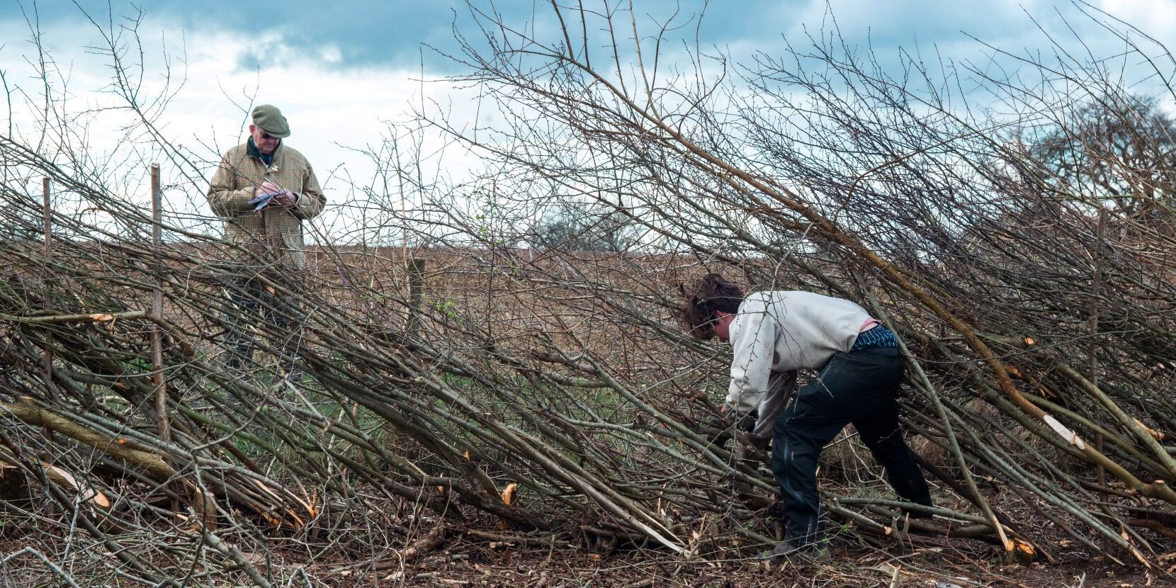 A young man working on a hedge while a judge looks on