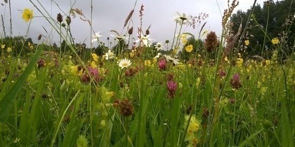 Hinksey Meadows