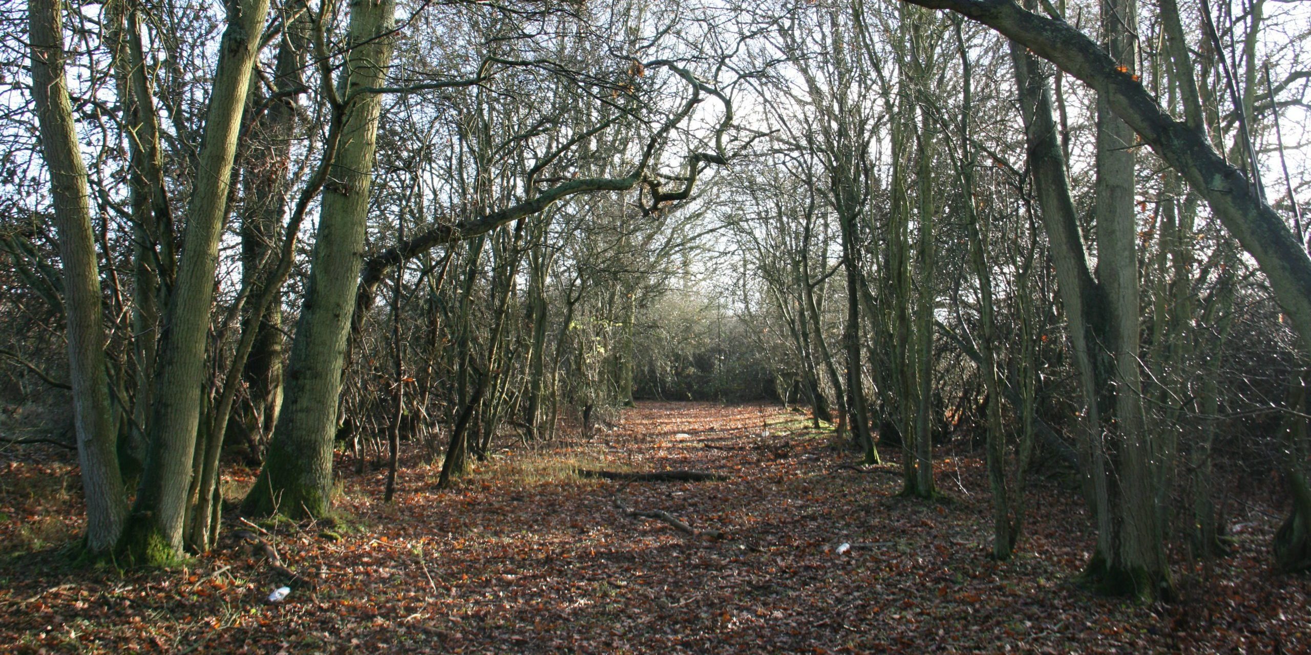 Ancient woodland