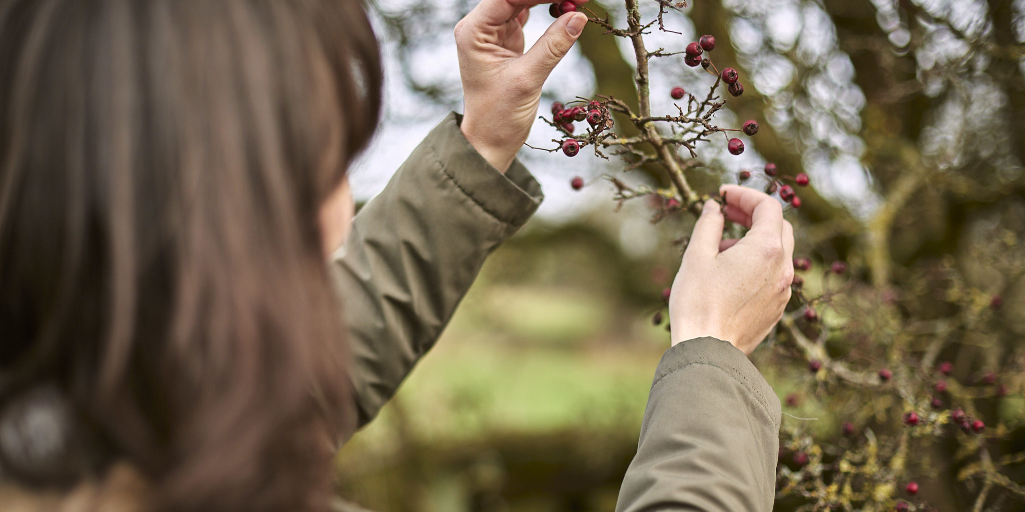 RS3411_Woman picking berry from hawthorn hedge