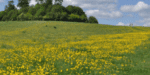 Voice-spring-2020-cover-150x150-1 Voice-spring-2020-cover-150x150-1