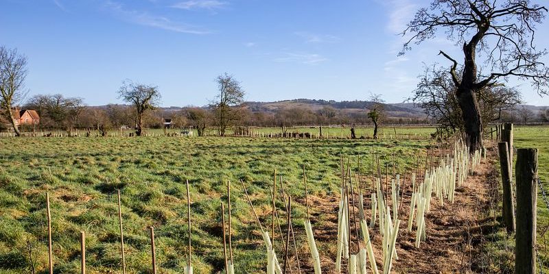 West_Meadow_Hedgerow_Project_9_xlarge