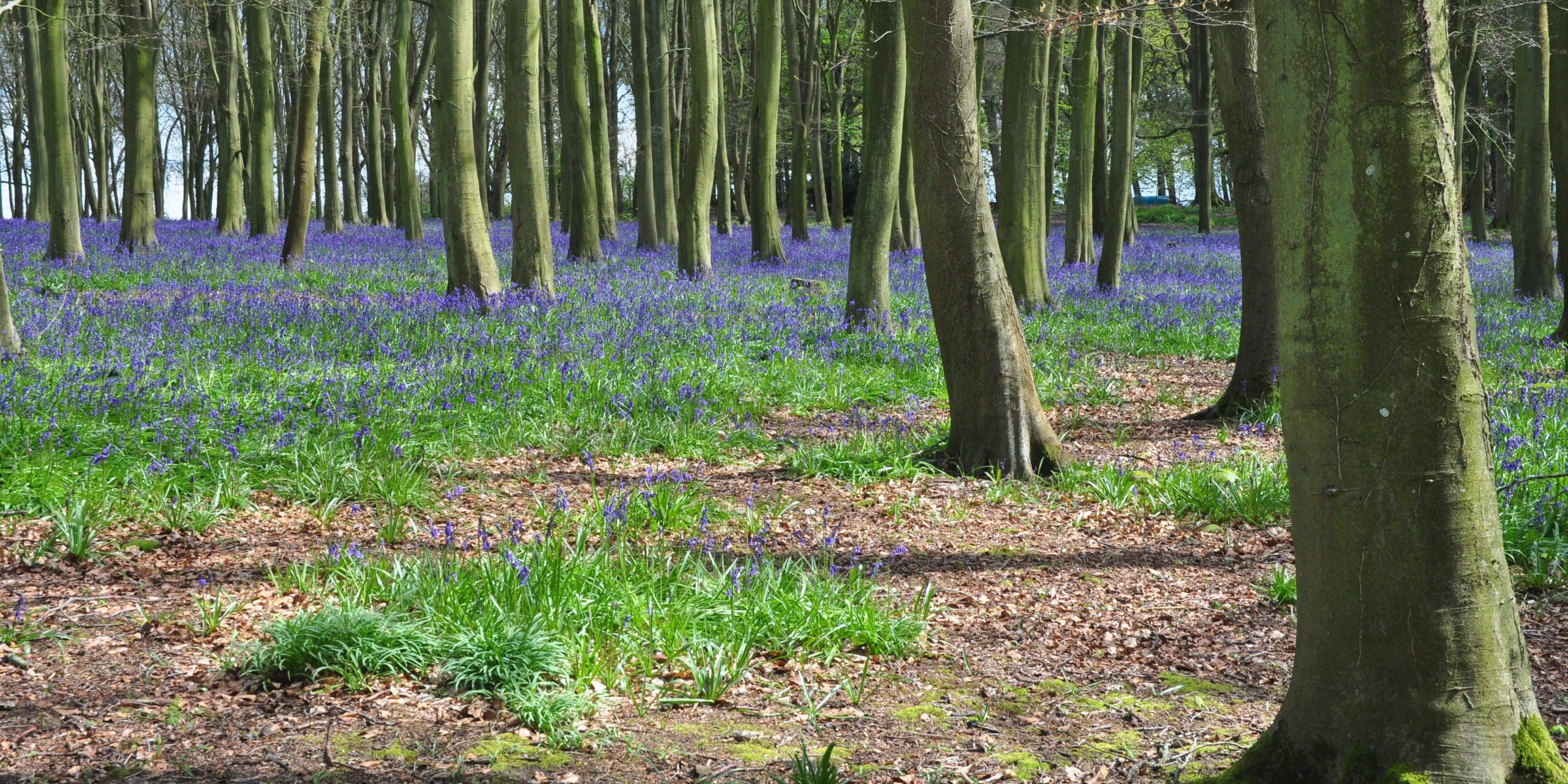 badburybluebells