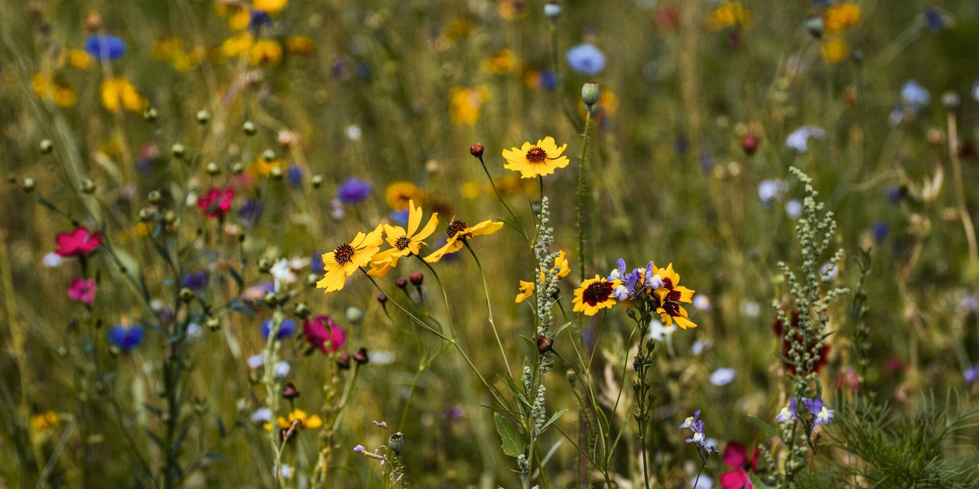 Wildflowers in bloom: Photo by Aliaksei Semirski
