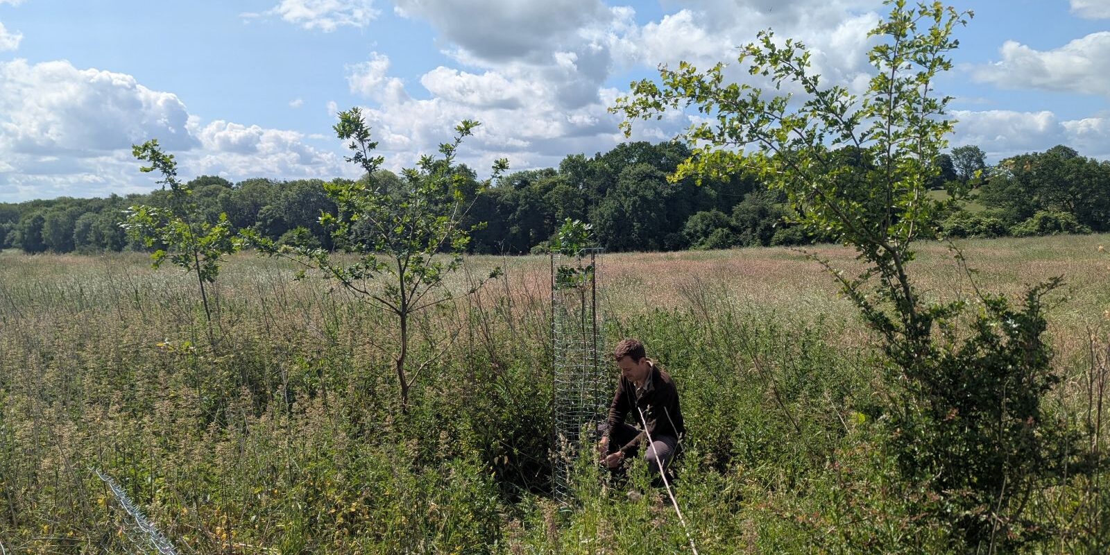 A man kneels in long grass tending to a tree protector