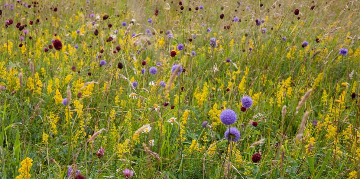 hay-meadow Hay Meadow at Long Mead wildlife site