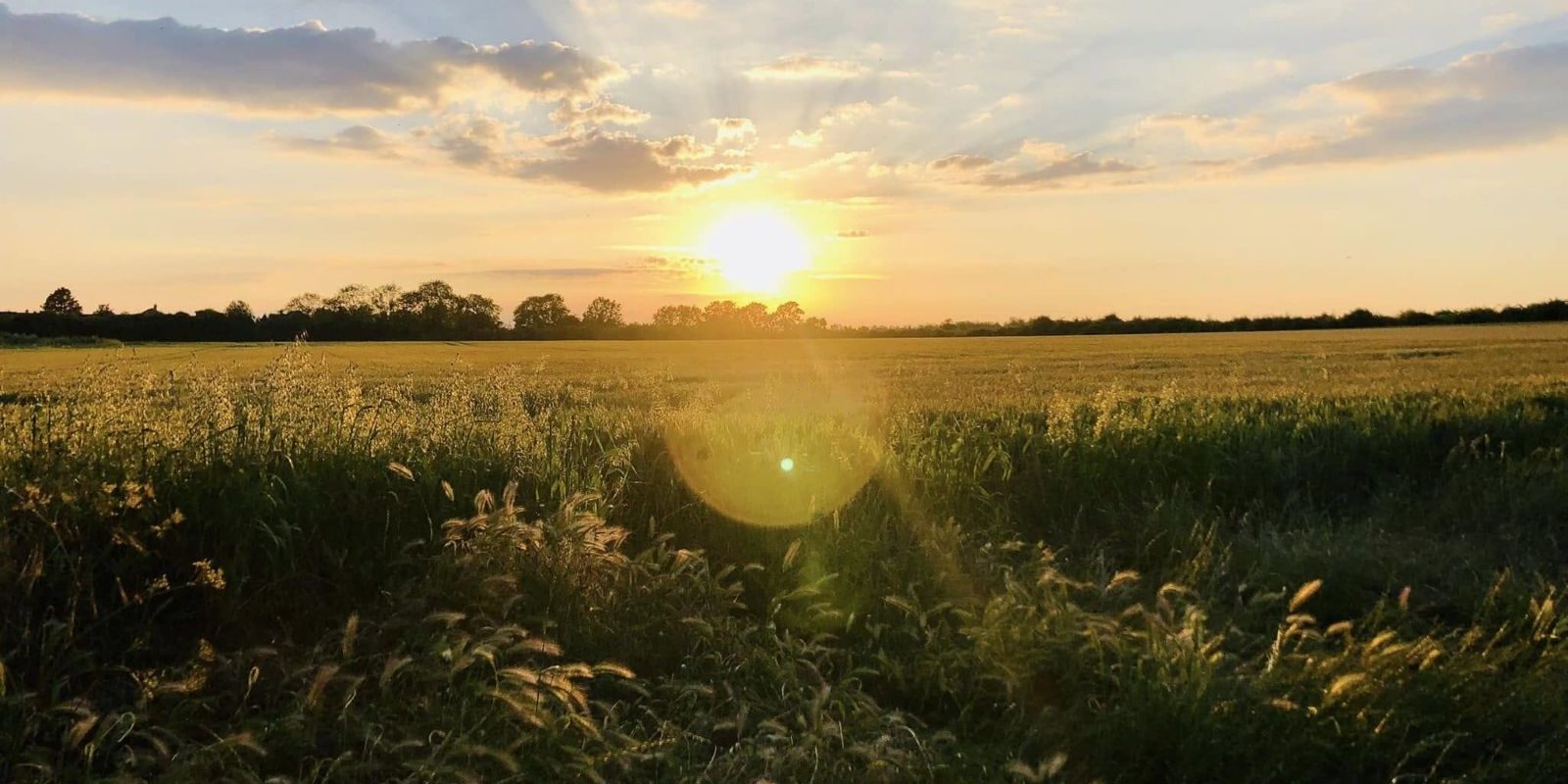 land-behind-the-moors-crop a field of wheat with the sun setting behind