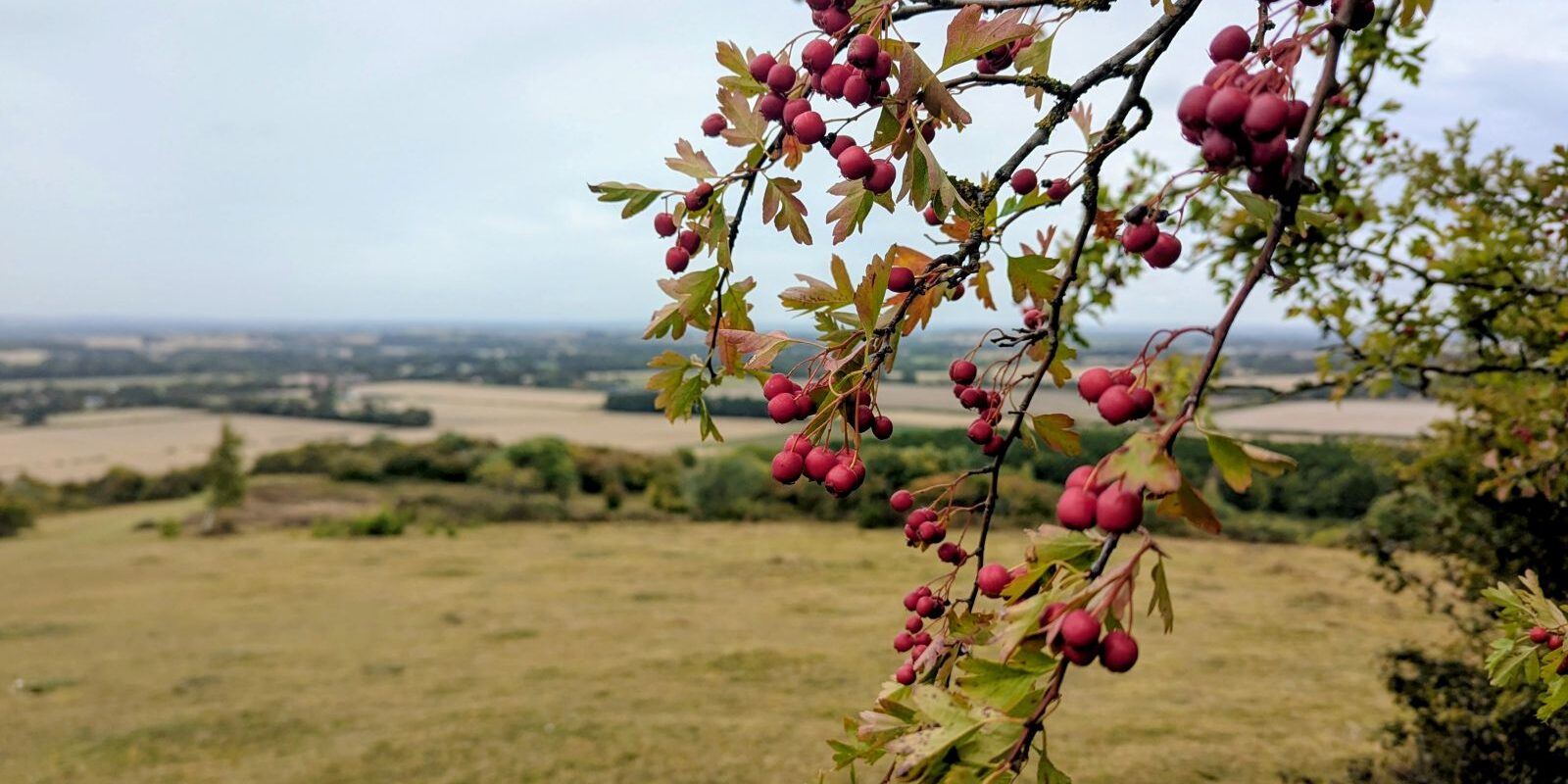 A view across the Oxfordshire landscape with hawthorn berries in the foreground