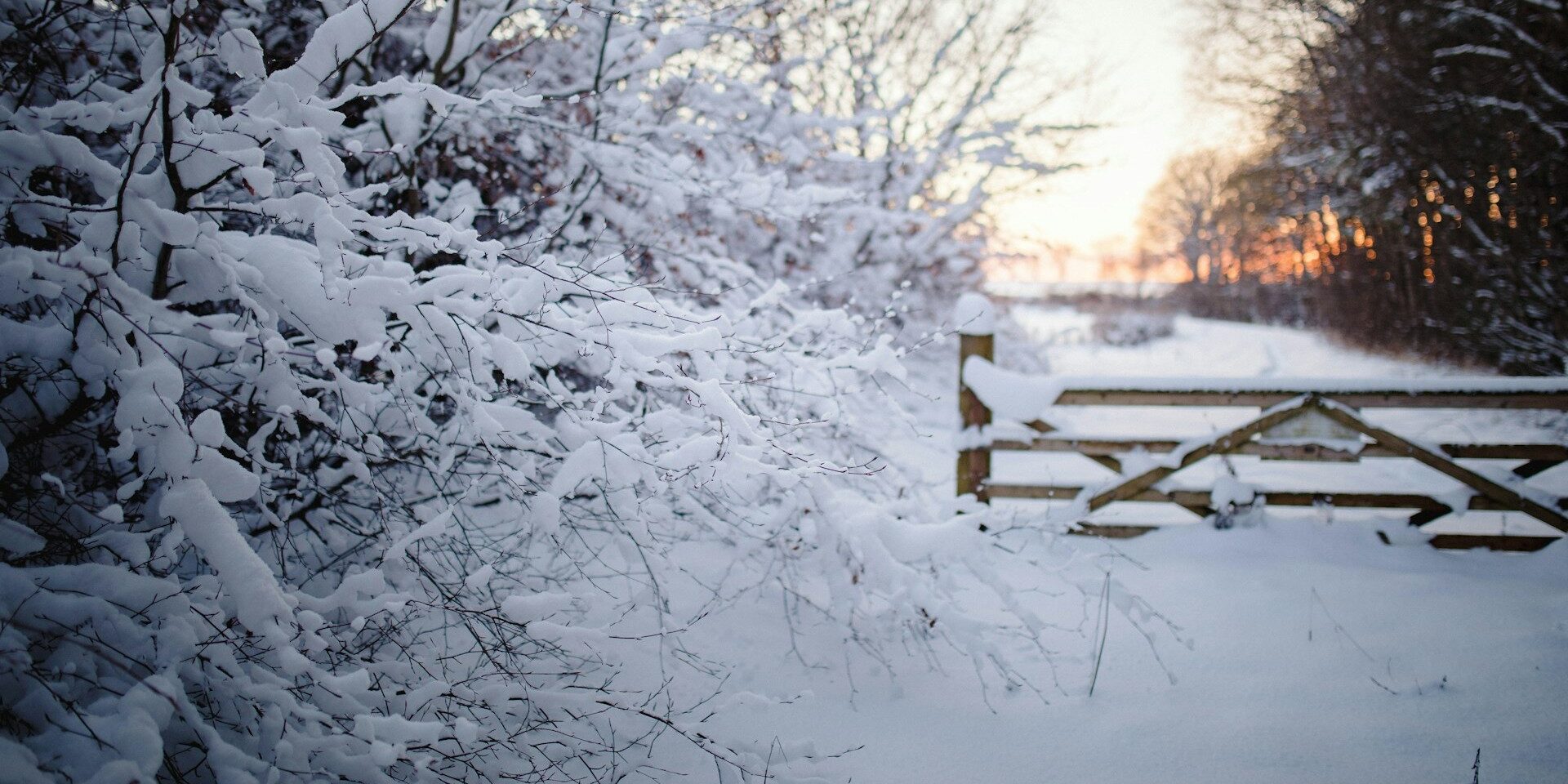 snow covers hedgerow and a gate with the pink glow of sunrise in the background